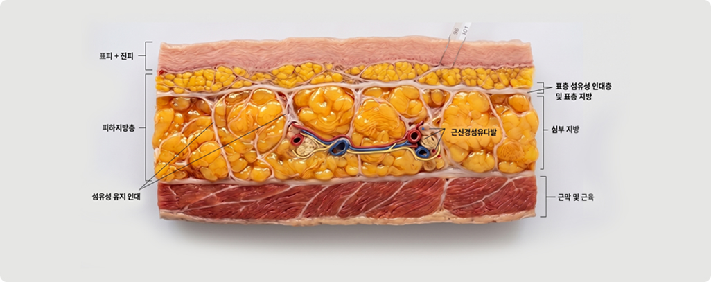 Reconstructed Cross-section : Human subcutaneous Tissue Layering